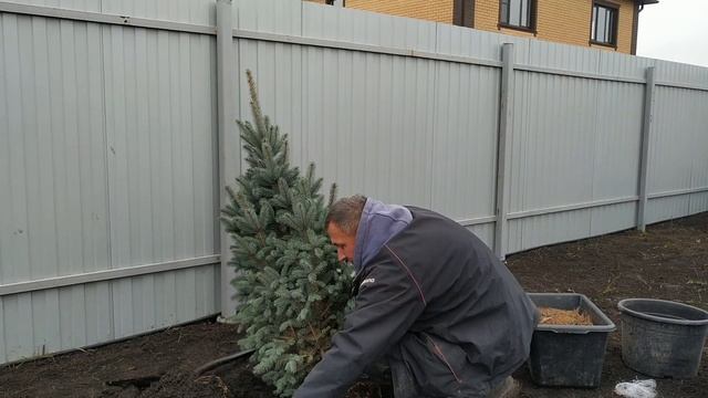 Ель Изели Фастигиата.Попытка № 2.