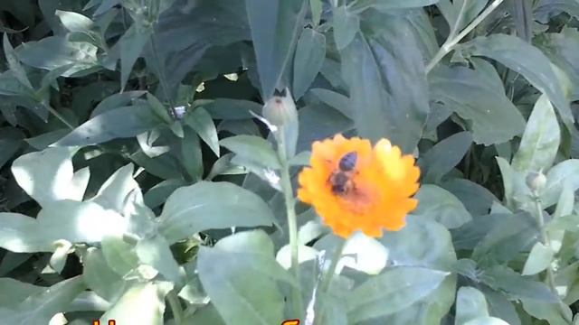 НОГОТОК - солнышко в саду. смотреть онлайн