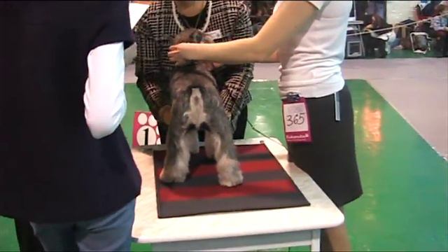 CACIB - 05 12 2010 г.Новосибирск Цвергшнауцер часть 1.mpg смотреть онлайн
