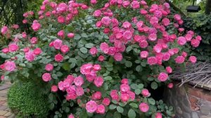 СУПЕР РОЗА для тенистого сада. АНГЕЛА-роза для солнечных и тенистых мест .Всегда море цветов.