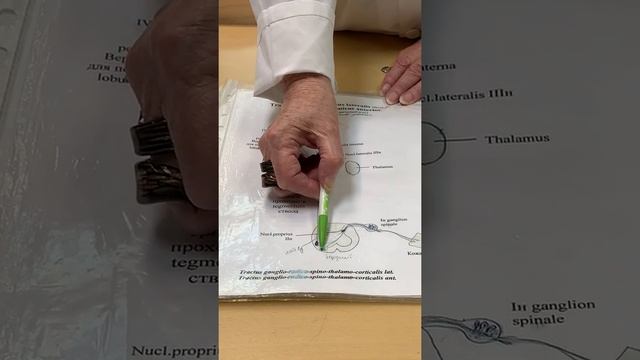 ЦНС. Проводящие пути. Соколова Е.А.