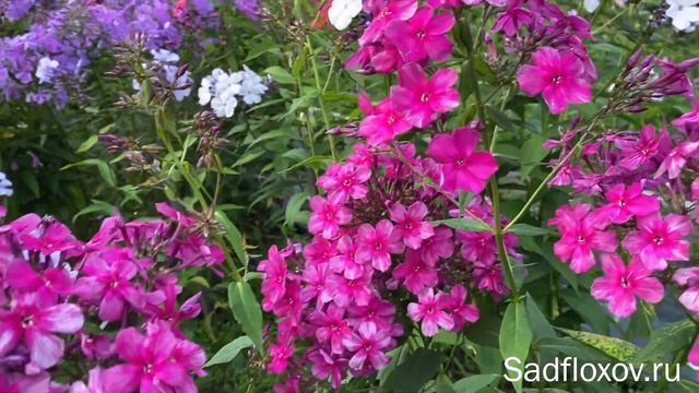 Дымчатый флокс Галина Вишневская, моей селекции смотреть онлайн