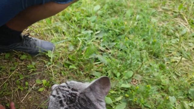 Кошечка Ева в доме семьи Лим появился трёхцветный кот смотреть онлайн