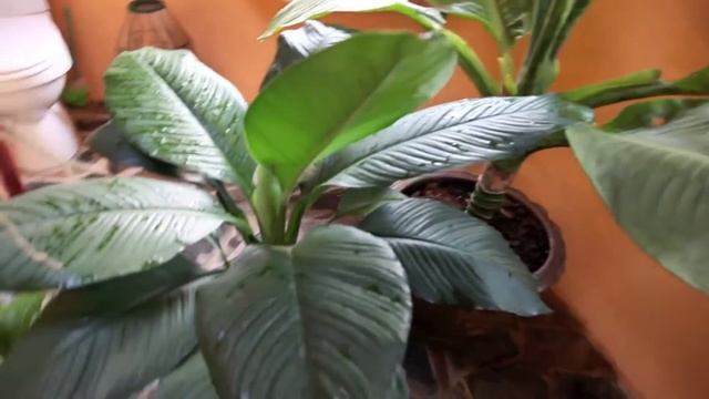 Круглый дом на манговой ферме в Тае смотреть онлайн