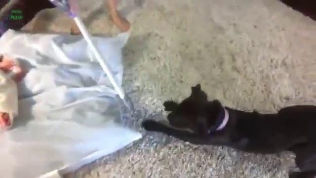 Собаки нападают на пылесос смотреть онлайн