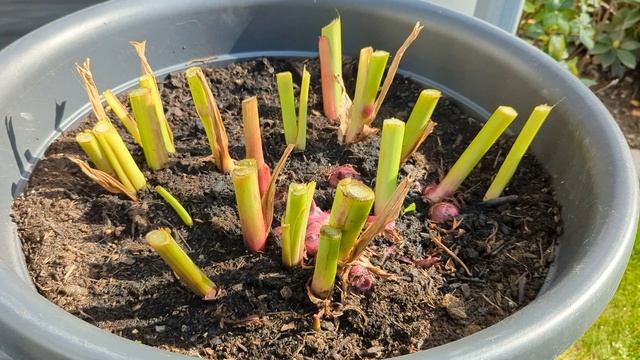 Как я сохраняю канну зимой смотреть онлайн