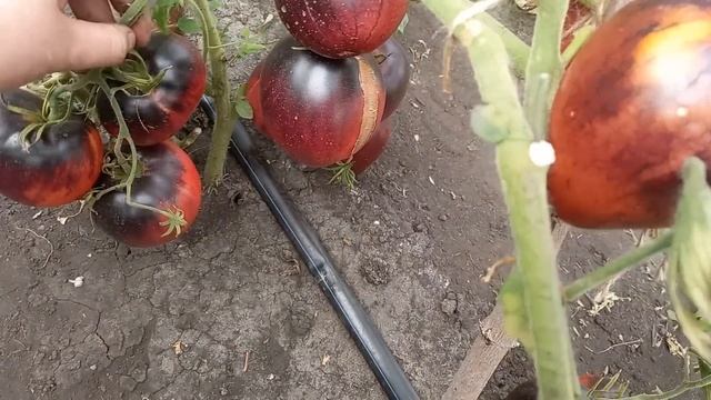 Этот томат будете собирать ведрами, не болеет, дает много урожая, вкусный, сладкий, полезный смотреть онлайн