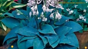 Хоста тардиана Халцион. Краткий обзор, описание характеристик, где купить саженцы