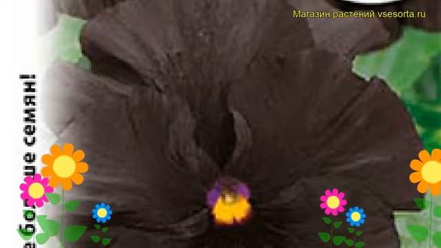 Виола гибридная Черный кристалл. Краткий обзор, описание Víola × Wittrockiána Black Crystall