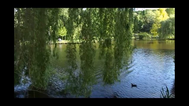 Удивительные деревья смотреть онлайн