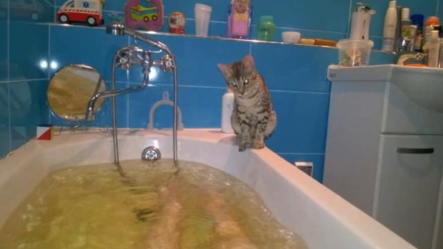 Bengali Not Afraid Of The Water, Cool Video ,Бенгалки не боятся воды, смешные стоп  кадры