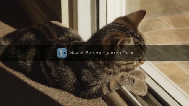 релакс для занятия йогой ! (1) смотреть онлайн