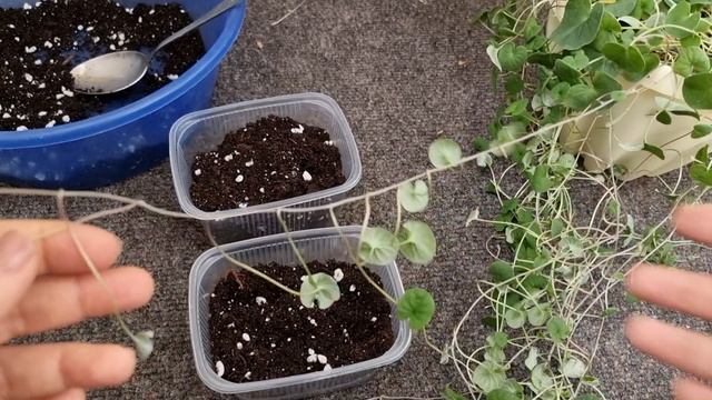 Дихондра - размножение черенками просто и быстро смотреть онлайн
