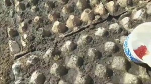 ЭКСПЕРИМЕНТ,посев моркови в яичные ячейки