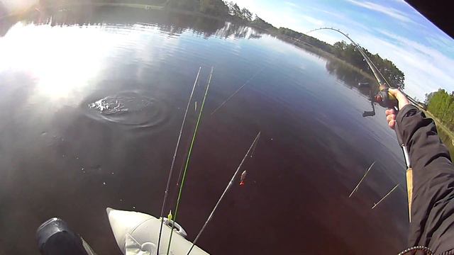 Свимбейт Savage Gear 3D Line Thru Trout 20 - форель для щуки. смотреть онлайн