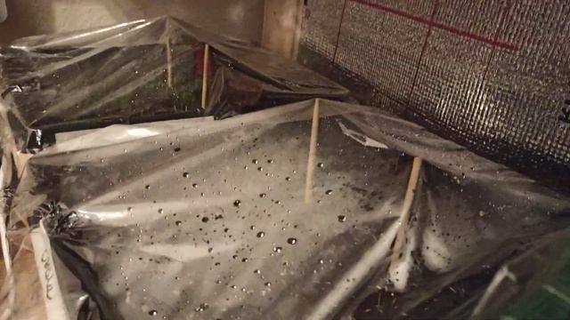 Первые всходы семян 09.02.2020 - Кортадерия, пеннисетум, гипсофила снежинка смотреть онлайн