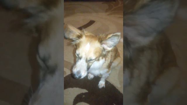 Варя говорит дай шоколадку смотреть онлайн