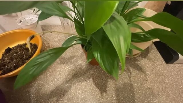 Пересадка Антуриума и Спатифиллума. Женское и мужское счастье. #2 смотреть онлайн