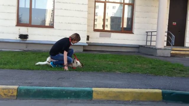 Лорик. Собака в добрые руки, в дар. смотреть онлайн