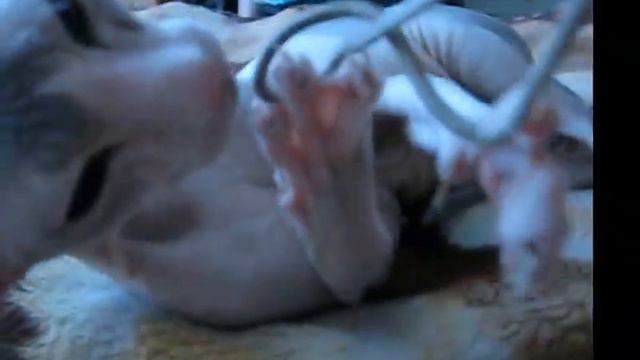 Прикол! кошка пытается помыться но веревка зацыпилась за лапу смотреть онлайн