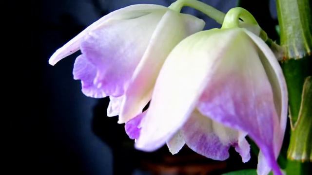 dendrobium nobile смотреть онлайн