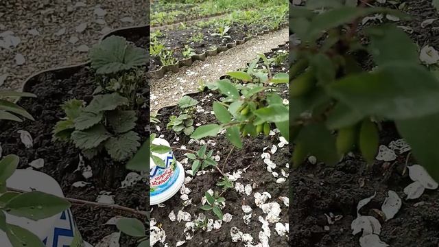 жимолость съедобная " Восторг ", " Индиго Джем" смотреть онлайн