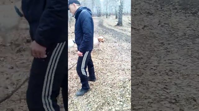 Стрижка лабрадор смотреть онлайн