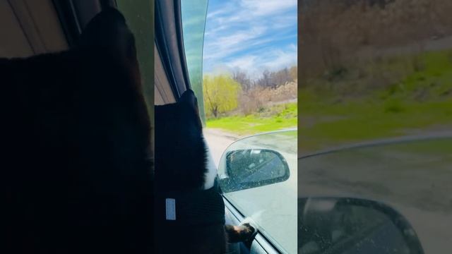 Первым делом самолеты/ с тучки на тучку. #cat #москвич #life #кот #like #animals смотреть онлайн