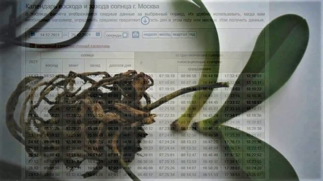 ВАЖНЕЙШИЙ ФАКТОР ПЫШНОГО ЦВЕТЕНИЯ И ЗДОРОВЬЯ ОРХИДЕИ - СВЕТ! ЕСТЕСТВЕННЫЙ СОЛНЕЧНЫЙ СВЕТ И ДОСВЕТКА смотреть онлайн