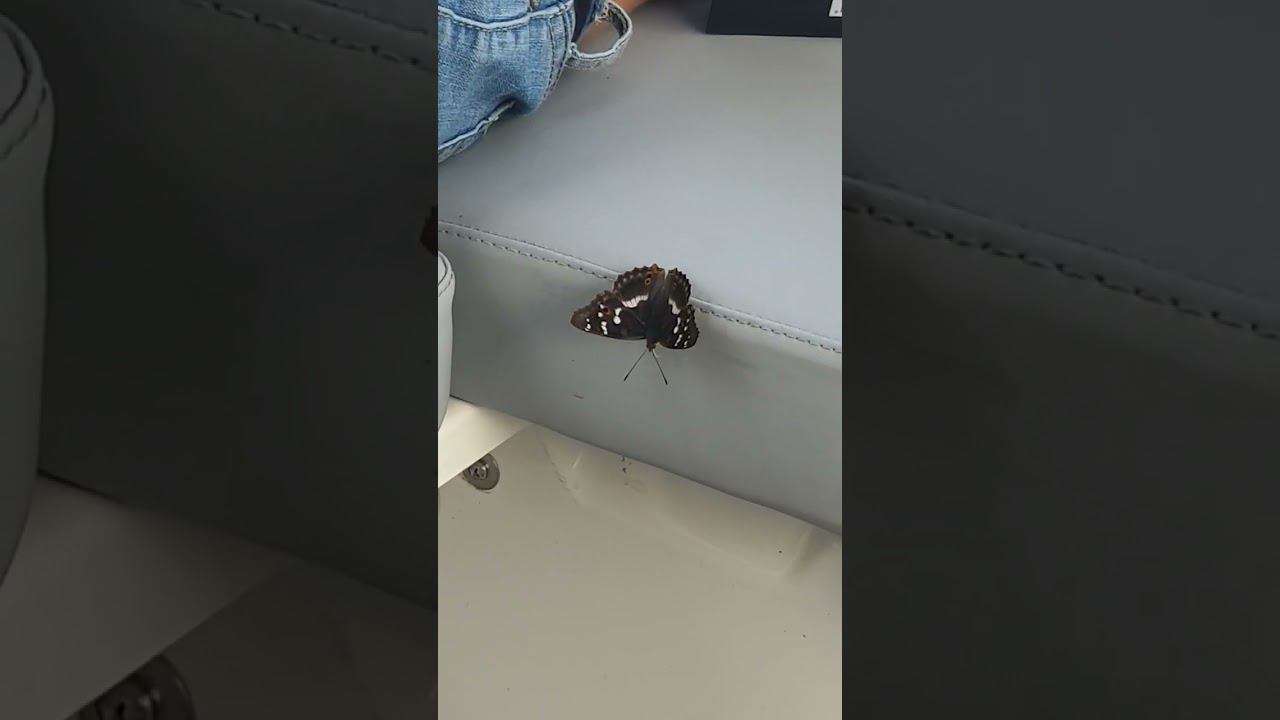 прекрасный пассажир смотреть онлайн