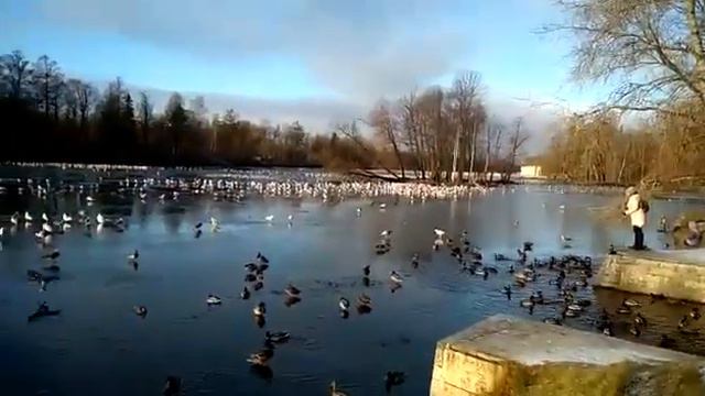 Гатчина. Дворцовый парк. Белые лебеди. 25.11 2018 смотреть онлайн