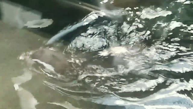 Moscow Zoo 2022, Московский Зоопарк 2022 - панды, белые медведи, крокодилы смотреть онлайн