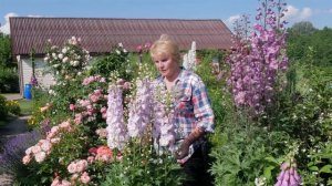 Дельфиниум. Узнайте все о выращивании дельфиниумов за 16 минут.