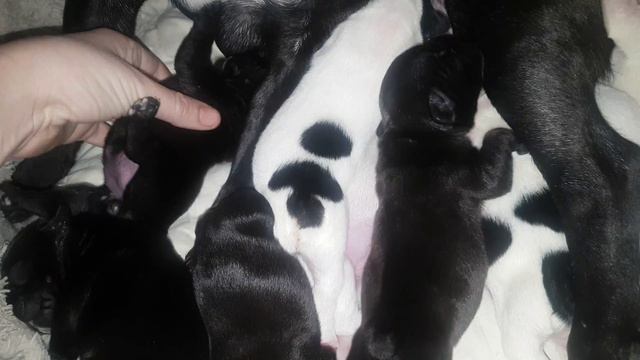 Французский бульлог Дусенька впервые стала мамой.4 сыночка и 5 лапочек дочек))) смотреть онлайн
