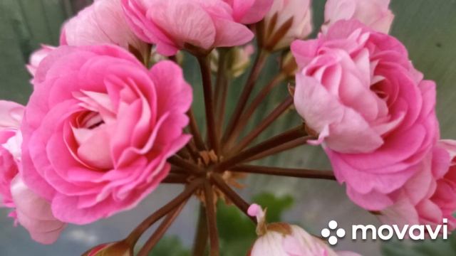 МОИ КРАСОТКИ ПЕЛАРГОНИИ В ОТПРАВКЕ И ПРОСТО ДЛЯ КРАСОТЫ //ВАЦАП ДЛЯ ЗАКАЗА 8-915-245-81-59 ПИСЬМЕНН смотреть онлайн