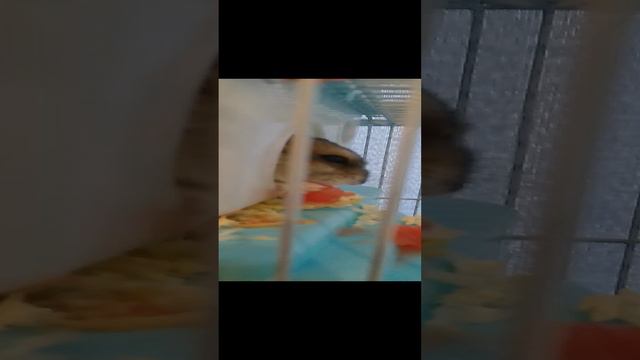 кормим Анню и смотрим на улитак флэш и раш смотреть онлайн