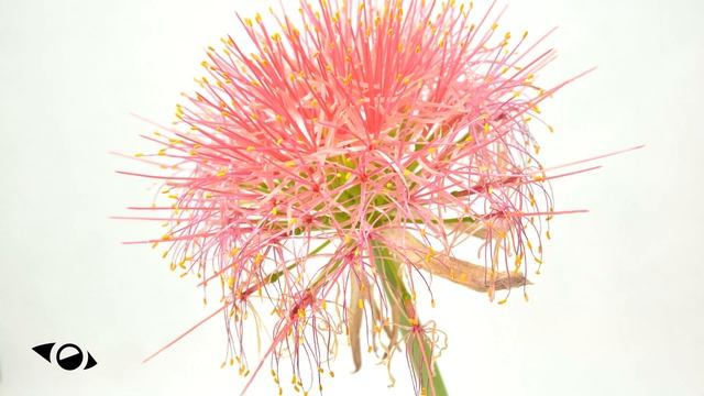 Scadoxus Multiflorus Time Lapse 4K смотреть онлайн