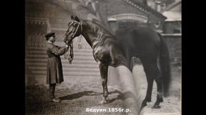 Орловские рысаки на картинах и фотографиях. От Орлова до наших дней.