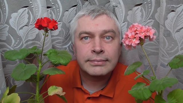 Цветы герани, розовая герань и красная герань смотреть онлайн