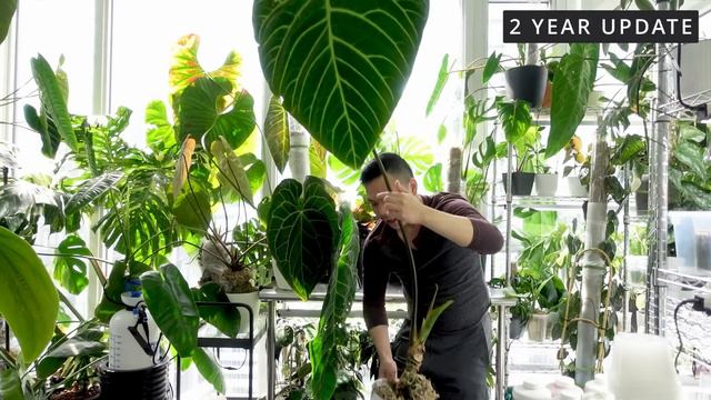 🌱 Anthurium Regale | The Journey - Good, Bad, Ugly | How I grew it in PON | Houseplants I LOVE 💚 смотреть онлайн