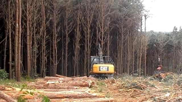 Harvester CAT 320D FM - Log Max 7000C Processor Head смотреть онлайн