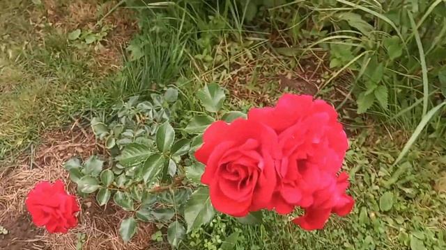 Праздник цветения роз в нашем саду Симпати, Абрахам Дерби, Пьер де Ронсар, Парад, Вайлдив смотреть онлайн