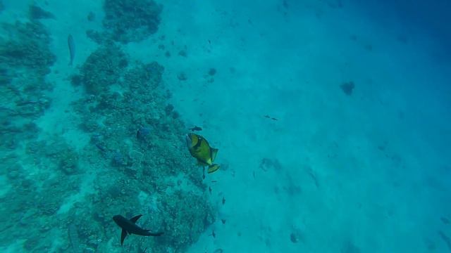Аравийский хирург в бухте Sharks bay. Sharm-El-Sheikh. Red sea. Egypt. Snorkeling смотреть онлайн