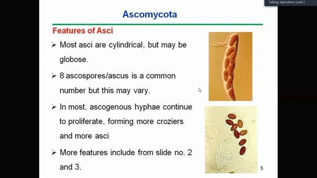 Ascomycota 01 смотреть онлайн