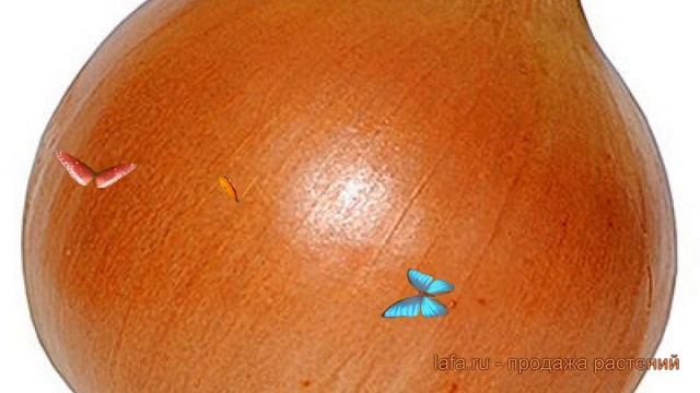 Лук репчатый Борец F1 (borets f1) ? репчатый лук Борец F1 обзор: как сажать, семена лука Борец F1 смотреть онлайн