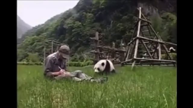 Cutest baby Panda Videos Compilation Cute moment of the Animals - Cutest Pandas смотреть онлайн