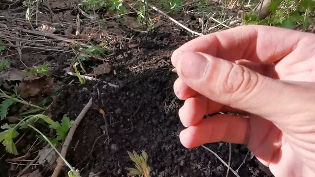 МЕГА НАХОДКИ НА ПРИИСКЕ ВОЛЬНЫХ СТАРАТЕЛЕЙ ПО ЗОЛОТУ! ИЩЕМ ДРАГУ! Коп поиск монет металлоискателем смотреть онлайн