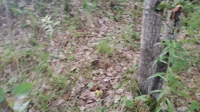 Опять повезло. Много белых.. смотреть онлайн