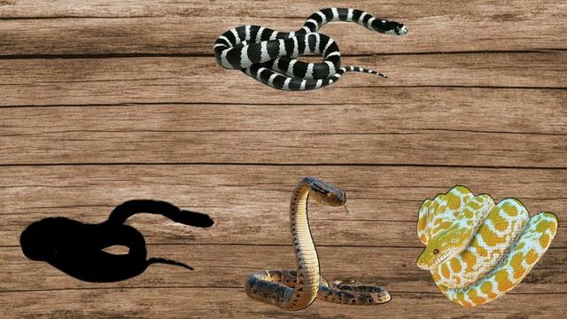 Cute Animals Snake, anaconda, Cobra, python #1 смотреть онлайн