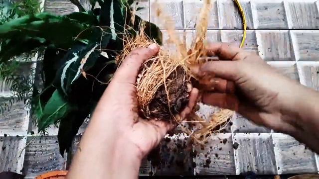 Creative Decor Idea With Plants| Welcome Hanger Made With Plants|#indoorplantdecorations